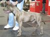 American Staffordshire Terrier Hund