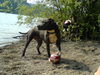 American Staffordshire Terrier Foto (ID 33336) American Staffordshire Terrier Hund