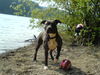 American Staffordshire Terrier Foto (ID 33334) American Staffordshire Terrier Hund