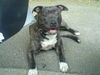 American Staffordshire Terrier Foto (ID 33335) American Staffordshire Terrier Hund
