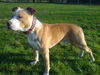 American Staffordshire Terrier Foto: 8 Monate (ID 43283) American Staffordshire Terrier Hund