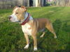 American Staffordshire Terrier Foto: 8 Monate (ID 43285) American Staffordshire Terrier Hund