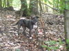 American Staffordshire Terrier Foto: laila (ID 33382) American Staffordshire Terrier Hund