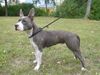 American Staffordshire Terrier Hund