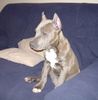 American Staffordshire Terrier Hund