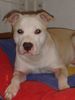 American Staffordshire Terrier Hund