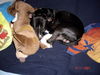 American Staffordshire Terrier Foto: Ich liebe es !!! (ID 45322) American Staffordshire Terrier Hund