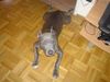American Staffordshire Terrier Hund