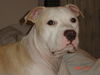 American Staffordshire Terrier Foto: Jace (ID 29350) American Staffordshire Terrier Hund