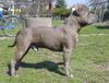 American Staffordshire Terrier Hund