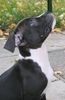 American Staffordshire Terrier Foto: Bitte Bitte (ID 45485) American Staffordshire Terrier Hund