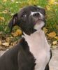 American Staffordshire Terrier Hund