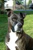 American Staffordshire Terrier Foto: Hero (ID 46486) American Staffordshire Terrier Hund