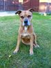 American Staffordshire Terrier Foto: Lea - 15 Jahre (ID 46485) American Staffordshire Terrier Hund