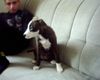American Staffordshire Terrier Hund