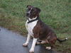 American Staffordshire Terrier Hund