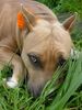 American Staffordshire Terrier Hund