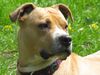 American Staffordshire Terrier Hund