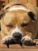American Staffordshire Terrier Hund
