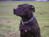 American Staffordshire Terrier Foto: Ich will kein Fotomodel sein (ID 34585) American Staffordshire Terrier Hund