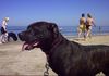 American Staffordshire Terrier Foto: Unser Flöckchen am Strand (ID 34620) American Staffordshire Terrier Hund