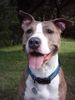 American Staffordshire Terrier Hund