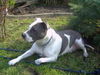 American Staffordshire Terrier Foto: Das ist unsere Gina (ID 34675) American Staffordshire Terrier Hund