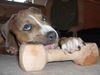 American Staffordshire Terrier Foto: Gonzo und sein Lieblingsknochen (ID 29356) American Staffordshire Terrier Hund
