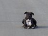 American Staffordshire Terrier Hund