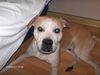 American Staffordshire Terrier Foto: apollo (ID 31559) American Staffordshire Terrier Hund