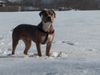 American Staffordshire Terrier Foto: falscher Husky (ID 29359) American Staffordshire Terrier Hund