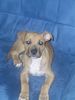 American Staffordshire Terrier Hund