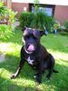 American Staffordshire Terrier Hund