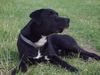 American Staffordshire Terrier Hund