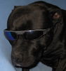 American Staffordshire Terrier Foto: Tommy (ID 33521) American Staffordshire Terrier Hund