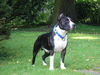 American Staffordshire Terrier Hund