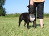 American Staffordshire Terrier Foto: Bianca (ID 33529) American Staffordshire Terrier Hund
