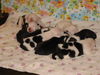 American Staffordshire Terrier Foto: Puppis (ID 34716) American Staffordshire Terrier Hund
