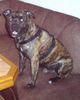 American Staffordshire Terrier Foto: Bobby in Pose (ID 28919) American Staffordshire Terrier Hund