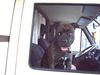 American Staffordshire Terrier Foto: Bobby liebt sein Wohnmobil (ID 33858) American Staffordshire Terrier Hund