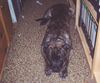 American Staffordshire Terrier Foto: Bobby lauert (ID 31601) American Staffordshire Terrier Hund