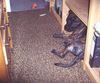 American Staffordshire Terrier Foto: Bobby in seiner Loge (ID 32539) American Staffordshire Terrier Hund