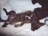 American Staffordshire Terrier Foto: Bobby gemütlich im Bett (ID 33333) American Staffordshire Terrier Hund