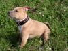 American Staffordshire Terrier Hund