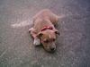 American Staffordshire Terrier Hund