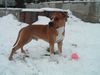 American Staffordshire Terrier Hund