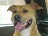 American Staffordshire Terrier Foto: Cesar (ID 43145) American Staffordshire Terrier Hund