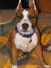 American Staffordshire Terrier Hund