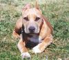 American Staffordshire Terrier Hund
