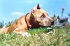 American Staffordshire Terrier Hund
